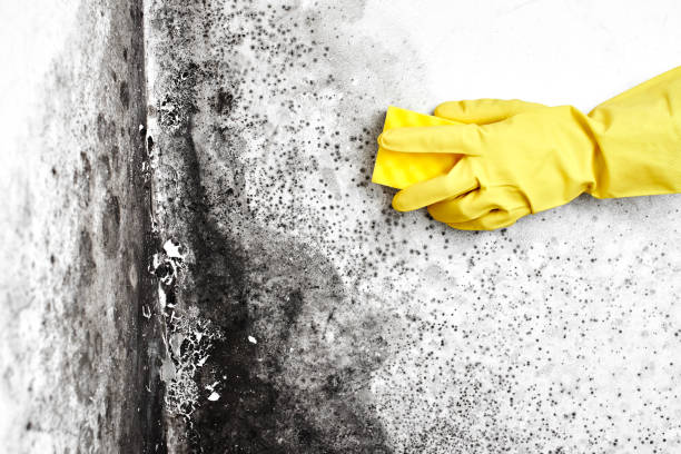 Mold Removal Process in Independence, LA