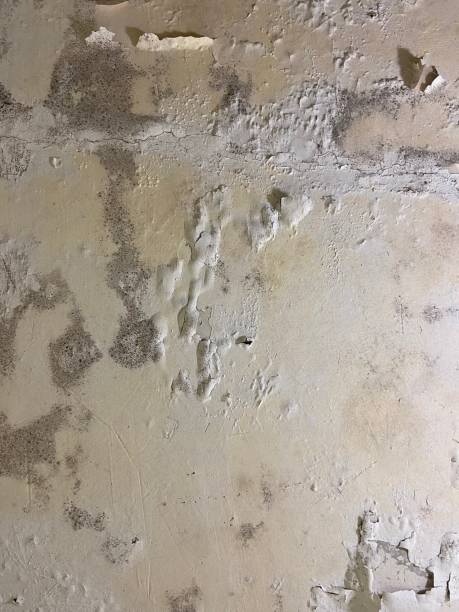 Best Crawl Space Mold Removal  in Independence, LA