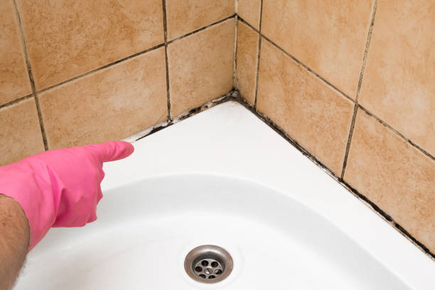 Best Certified Mold Removal  in Independence, LA